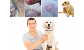 Blije huisdiereigenaar en hond met vlooienhalsband, toont effectiviteit tegen huidirritatie en besmetting.