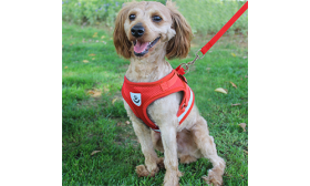 Rode reflecterende hondenharnas met bijpassende riem, lichtgewicht, ademend materiaal voor comfort en veilige pasvorm.
