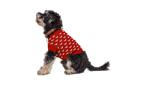 Hond draagt een gezellige rode trui met witte hartpatronen, perfect voor warmte en stijl in koudere seizoenen.