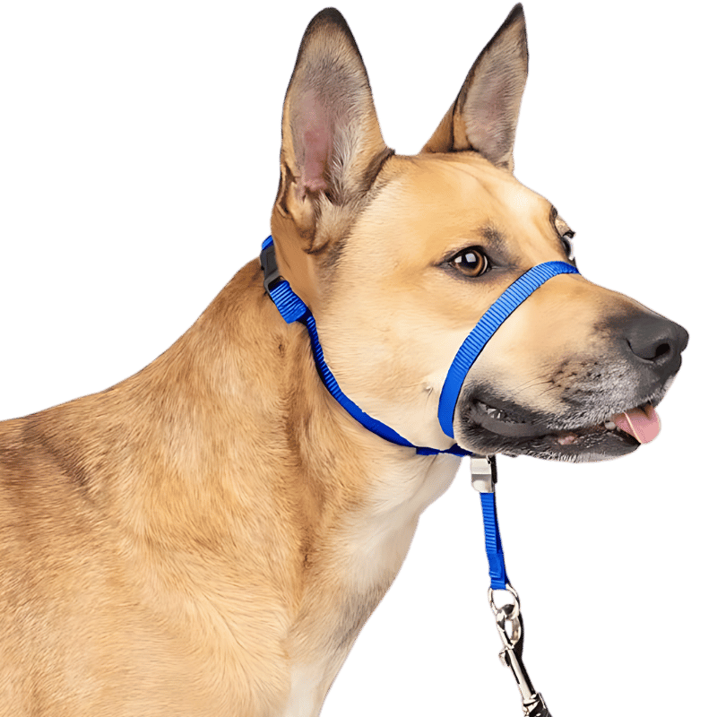 No Pull Hoofdband voor Honden met Gewatteerde Neuslus Blauwe no-pull hondenhoofdhalsband met verstelbare riem en gewatteerde neuslus, maat S, voorkomt trekken.