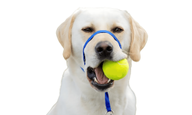 Blauwe no-pull hondenhoofdhalsband met verstelbare riem en gewatteerde neuslus, maat L, voorkomt trekken.