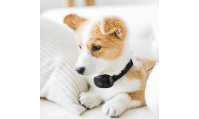 No-shock anti-bark hondenhalsband met pootafdruk ontwerp, verstelbaar, voor honden van 12 tot 110 lbs, tot 22 inch.