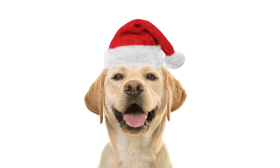 Kerstmuts voor Honden en Hatten