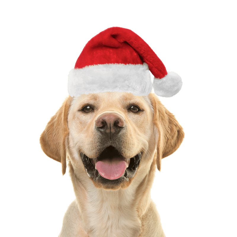 Kerstmuts voor Honden en Hatten